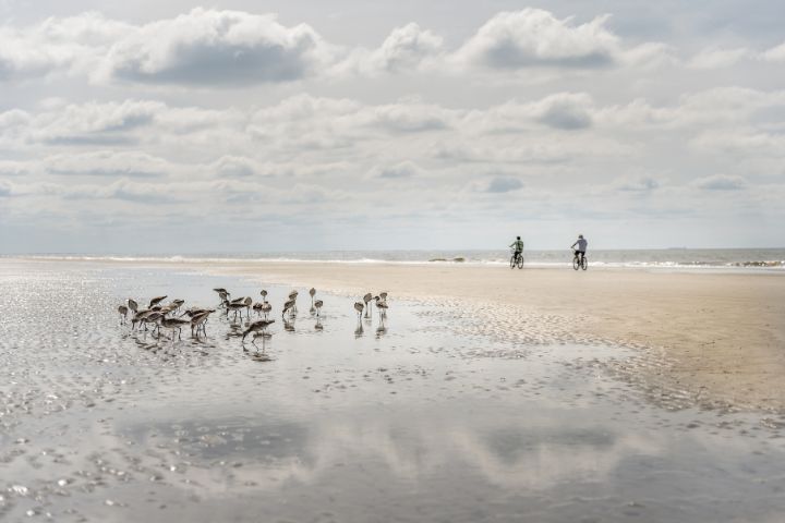 st-simons-island-sand-pipers.jpg
