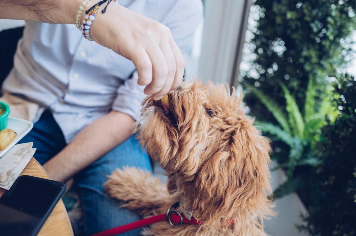 man feeding a dog at the table